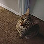 cat, tabby, indoor, carpet, door, curious, pet, animal, feline, whiskers, ears, looking_up, brown, striped, floor, closeup, domestic_cat, house, mammal, companion
