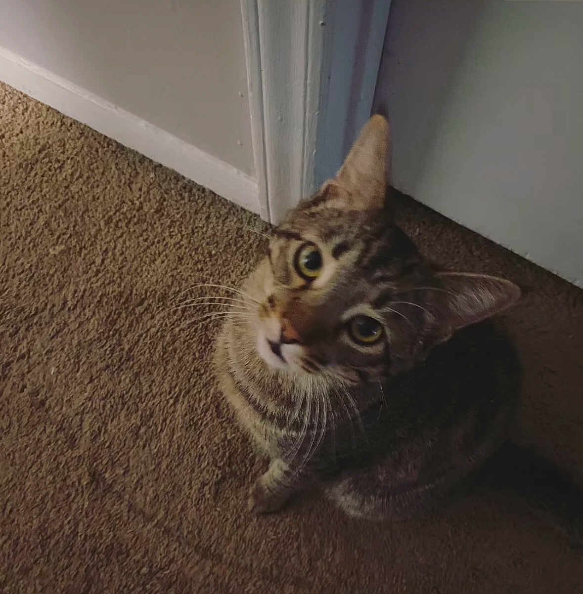 Menace
