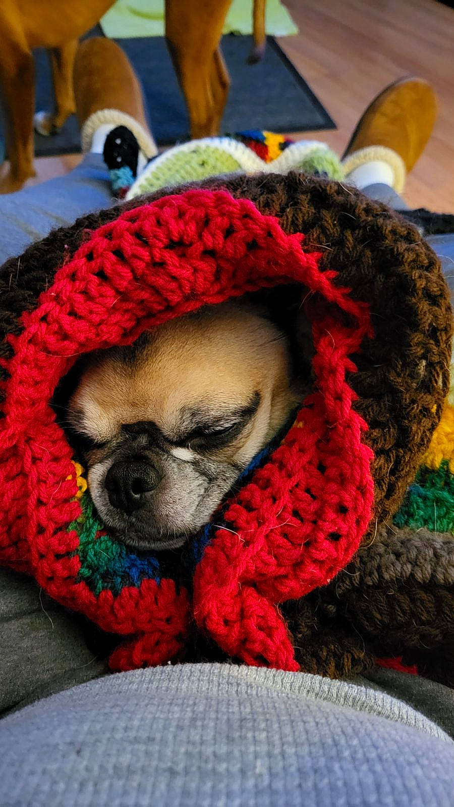 Maxwell is registered to the contest to win money with this photo: blue, carmine, carnivore, companion_dog, dog, dog_breed, dog_clothes, dog_supply, electric_blue, fawn, flooring, fur, grey, linens, red, snout, toy_dog, whiskers, wool, woolen