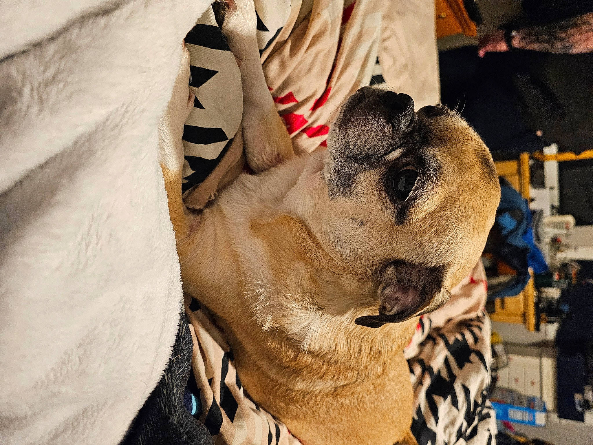 Maxwell is registered to the contest to win money with this photo: canidae, carnivore, collar, companion_dog, dog, dog_breed, fawn, fur, non_sporting_group, pug, snout, sporting_group, terrestrial_animal, wildlife, working_animal, wrinkle