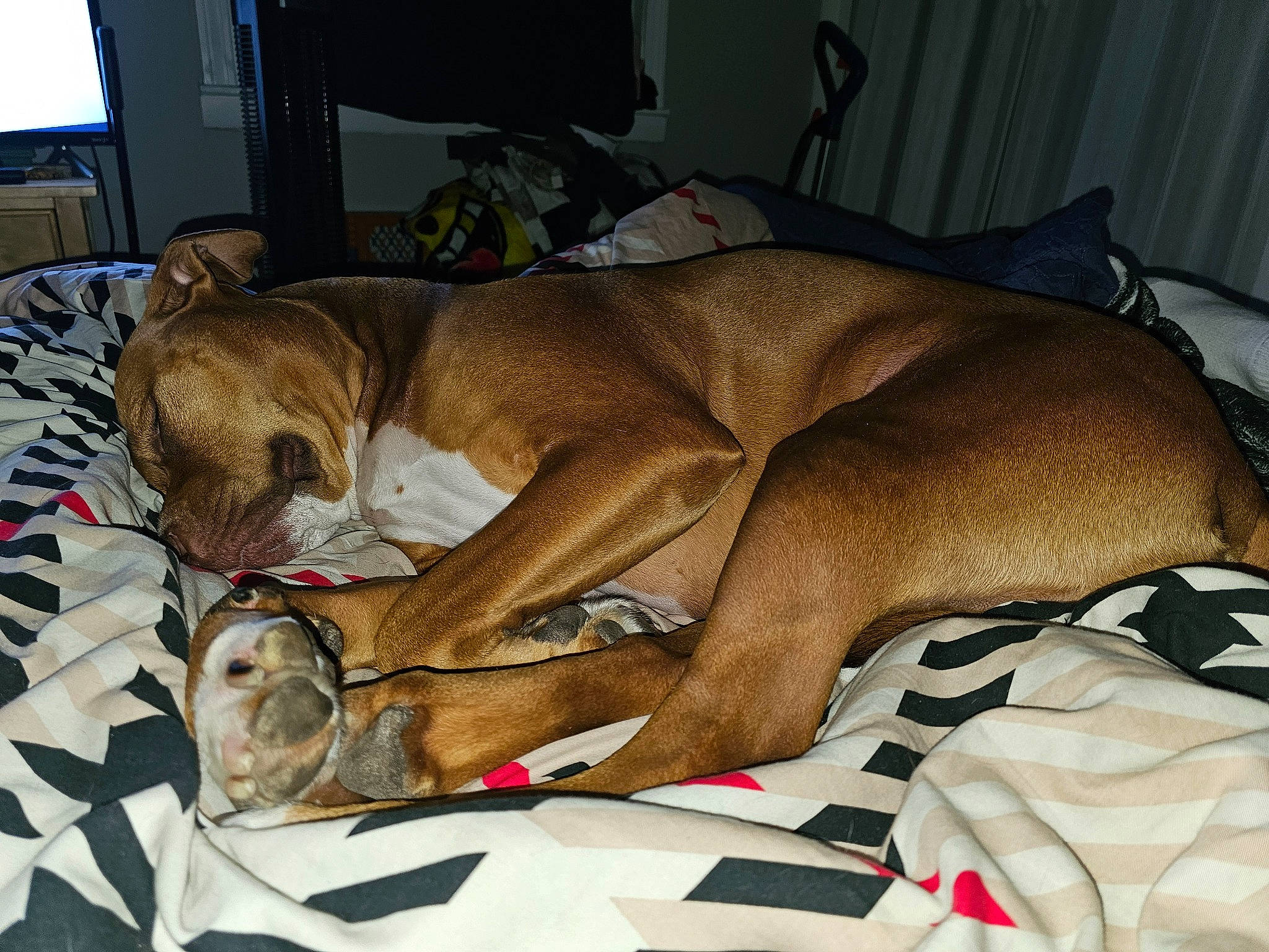 Wren is registered to the contest to win money with this photo: bed_sheet, canidae, carnivore, comfort, companion_dog, computer_monitor, couch, display_device, dog, dog_breed, dog_supply, fawn, home_appliance, led_backlit_lcd_display, linens, liver, nap, sleep, sporting_group, television