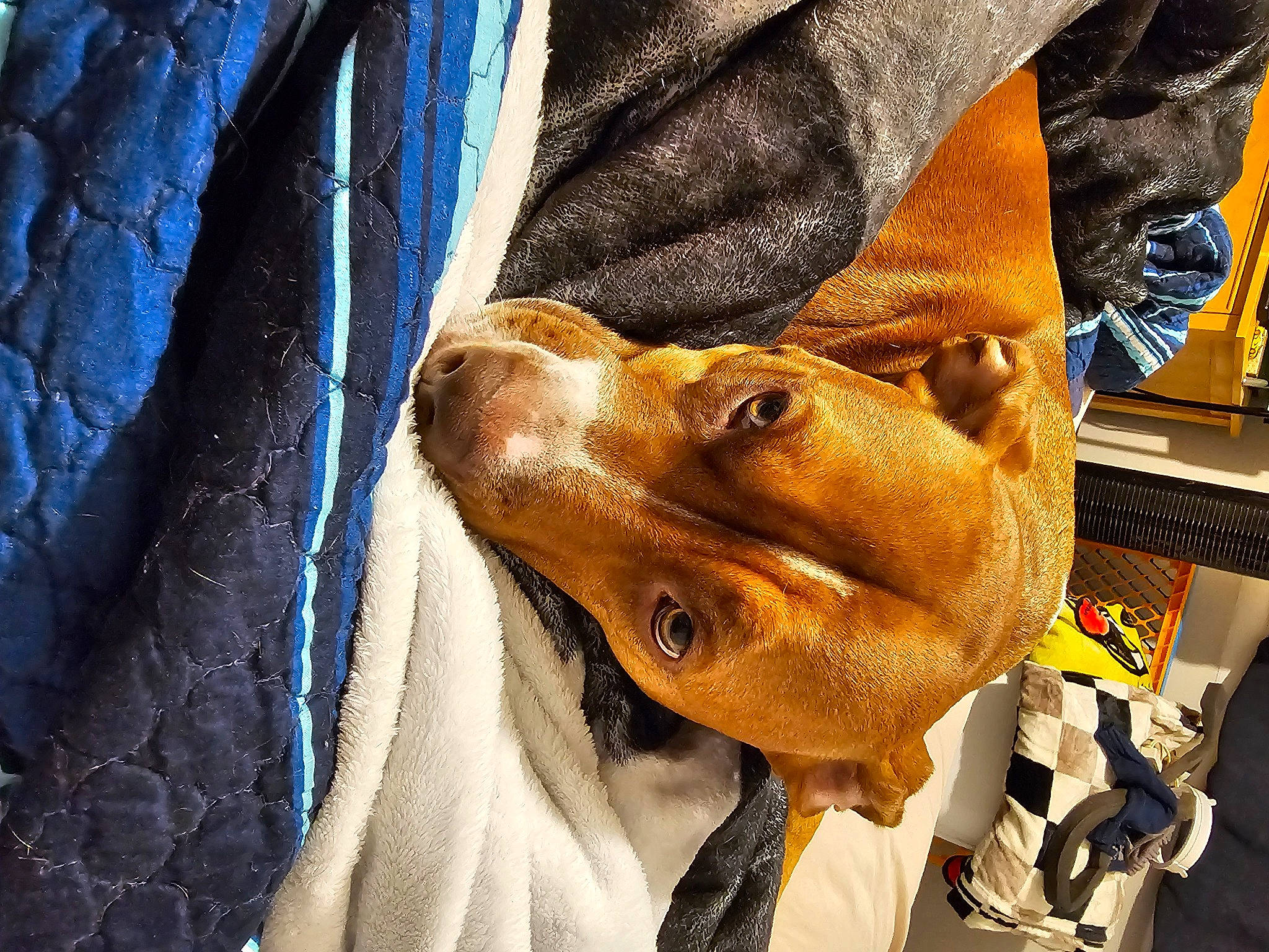 Wren is registered to the contest to win money with this photo: carnivore, collar, companion_dog, dog, dog_breed, dog_collar, ear, electric_blue, eyewear, fawn, glasses, hat, jaw, liver, mammal, personal_protective_equipment, selfie, snout, whiskers, working_animal