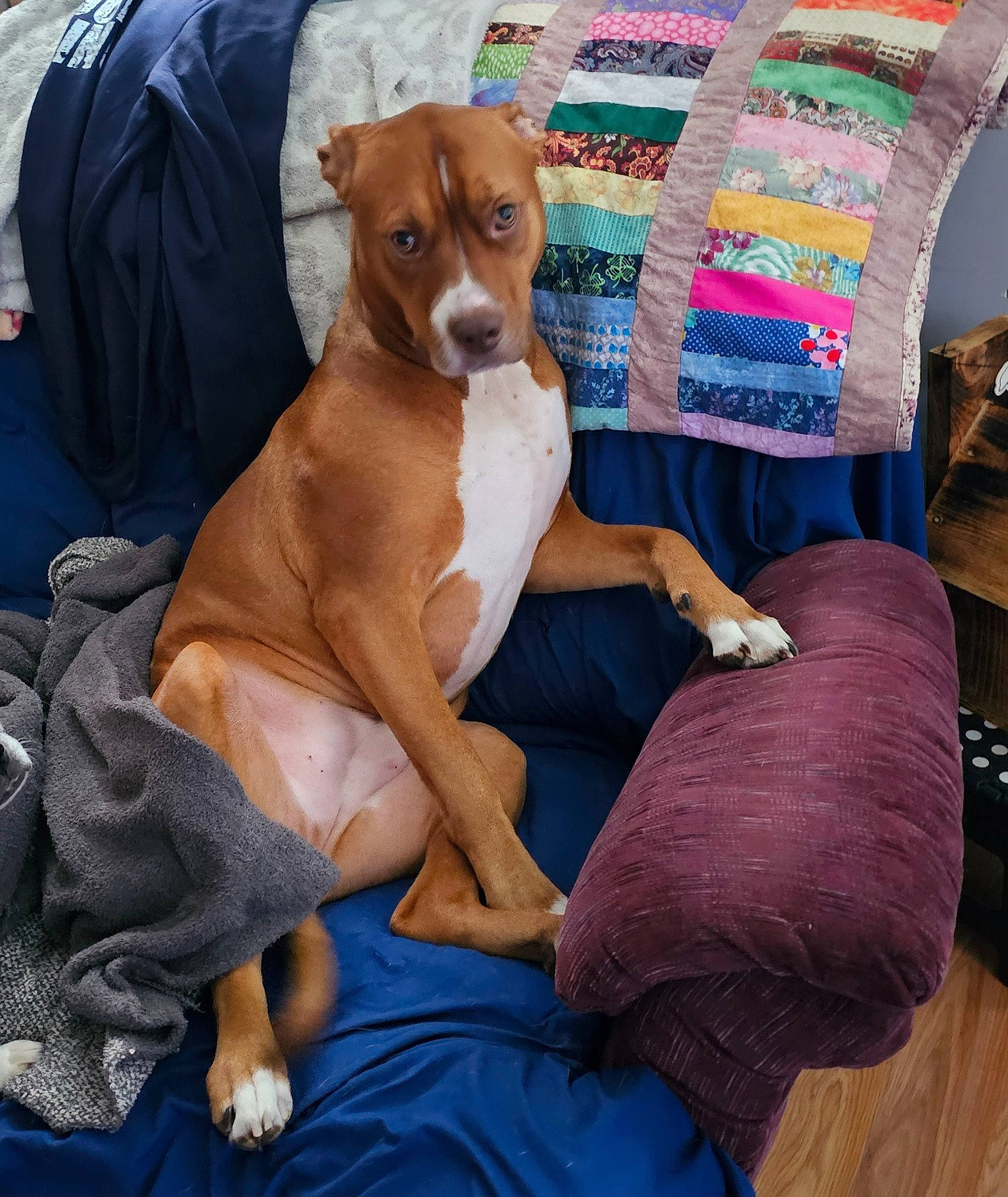 Wren joined the competition — help win amazing prizes! carnivore, collar, comfort, companion_dog, dog, dog_breed, dog_supply, fawn, hardwood, hound, lap, linens, pillow, sighthound, sitting, sporting_group, thigh, wood, wood_flooring, working_animal