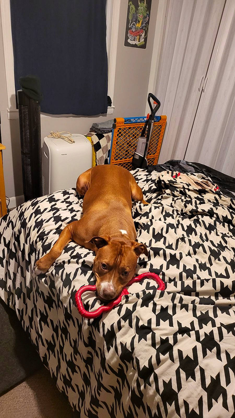 Wren joined the competition — help win amazing prizes! bed, brown, carnivore, comfort, companion_dog, curtain, dog, dog_breed, fawn, floor, flooring, hardwood, interior_design, linens, liver, picture_frame, room, sporting_group, wood, working_animal