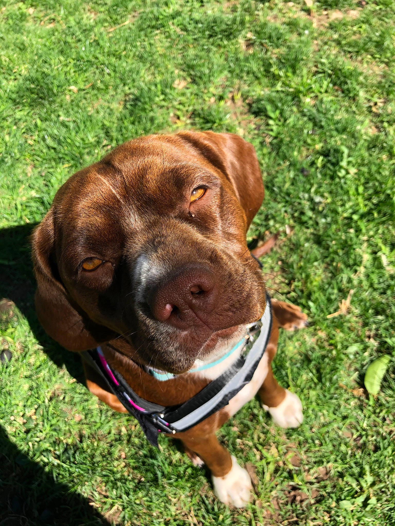 Zia is registered to the contest to win money with this photo: bavarian_mountain_hound, canidae, carnivore, dog, dog_breed, dog_collar, fawn, grass, hunting_dog, labrador_retriever, mammal, rare_breed_dog, snout, sporting_group, tosa, vertebrate