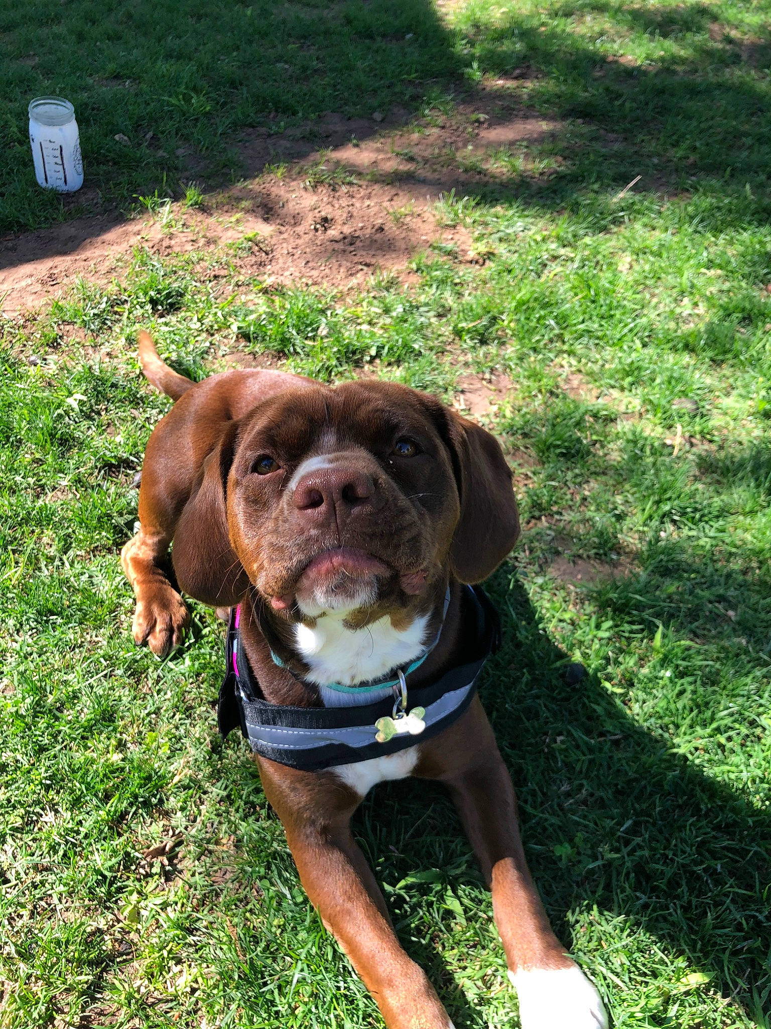 Zia joined the competition — help win amazing prizes! canidae, carnivore, collar, companion_dog, dog, dog_breed, dog_collar, grass, hunting_dog, leash, liver, mammal, puppy, rare_breed_dog, snout, sporting_group, vertebrate, vizsla