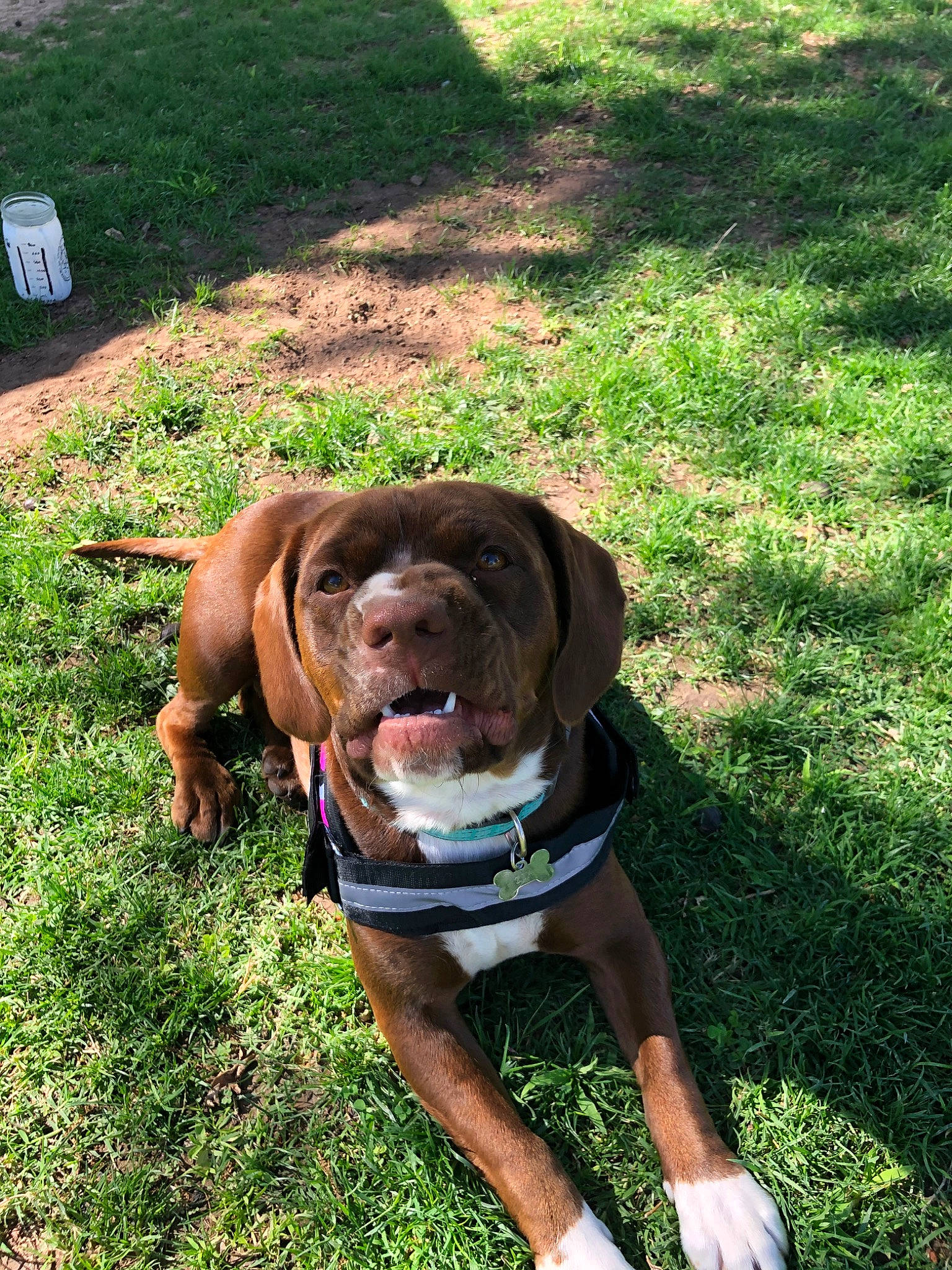 Zia joined the competition — help win amazing prizes! adventure, canidae, carnivore, chesapeake_bay_retriever, companion_dog, dog, dog_breed, dog_collar, grass, hunting_dog, labrador_retriever, liver, mammal, rare_breed_dog, sporting_group, vizsla