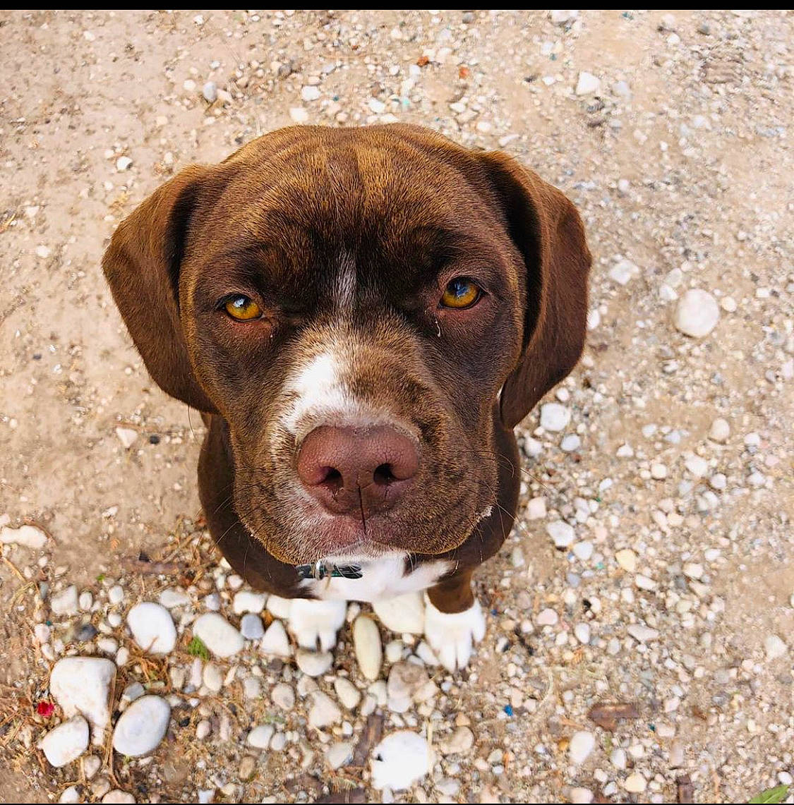 Zia is registered to the contest to win money with this photo: braque_francais, canidae, carnivore, dog, dog_breed, fawn, german_shorthaired_pointer, hunting_dog, liver, mammal, old_danish_pointer, pachon_navarro, pointer, pointing_breed, rare_breed_dog, snout, sporting_group, vertebrate