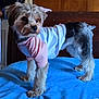 animal, bedroom, blue_blanket, clothing, companion, curious, dog, domestic, ears, four_legs, fur, fur_pattern, indoor, pet, pink_shirt, small_dog, standing, tail, white_shirt, wooden_headboard