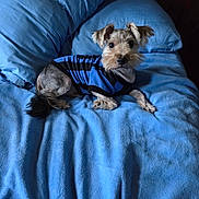 Joejoe is registered to the contest to win money with this photo: dog, bed, blue_blanket, blue_pillow, pet_clothing, small_dog, curious_look, indoor, furniture, fur, animal, resting, cute, cozy, domestic, canine, companion, lying_down, soft_texture, striped_shirt
