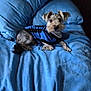 dog, bed, blue_blanket, blue_pillow, pet_clothing, small_dog, curious_look, indoor, furniture, fur, animal, resting, cute, cozy, domestic, canine, companion, lying_down, soft_texture, striped_shirt