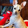 Spanky joined the competition — help win amazing prizes! chihuahua, dog, toy, plush_toy, red_toy, pet, indoor, bookshelf, books, wooden_furniture, curious, small_dog, animal, pet_toy, living_room, close_up, cute, paw, ears, face