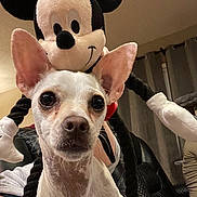 Spanky is registered to the contest to win money with this photo: dog, small_dog, chihuahua, plush_toy, mickey_mouse, stuffed_animal, ears, wide_eyes, indoors, living_room, curtains, couch, black_chair, close_up, pet, cute, soft_toy, face, animal, home