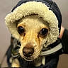 Spanky joined the competition — help win amazing prizes! dog, pet, animal, close_up, portrait, jacket, hood, fur, cute, indoor, small_dog, looking_up, eyes, warm_clothing, black_jacket, fluffy, nose, face, expression, adorable