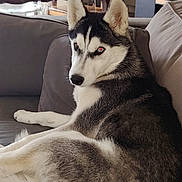 Arold Nathalie participe au concours pour gagner de l'argent avec cette photo : dog, husky, pet, animal, indoor, couch, fur, black_and_white, relaxed, side_view, living_room, furniture, ears, face, eyes, paw, snout, domestic, house, canine