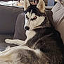 dog, husky, pet, animal, indoor, couch, fur, black_and_white, relaxed, side_view, living_room, furniture, ears, face, eyes, paw, snout, domestic, house, canine