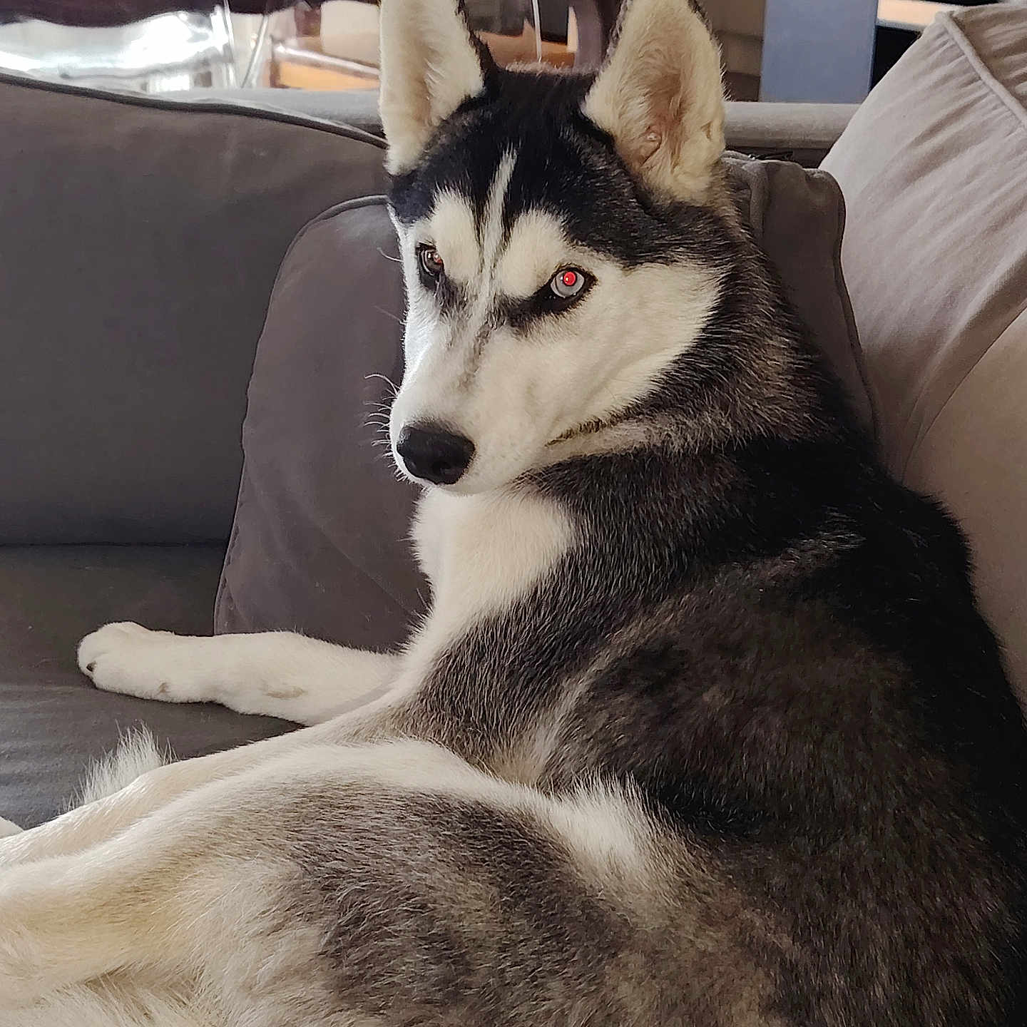 Arold Nathalie participe au concours pour gagner de l'argent avec cette photo : animal, black_and_white, canine, couch, dog, domestic, ears, eyes, face, fur, furniture, house, husky, indoor, living_room, paw, pet, relaxed, side_view, snout