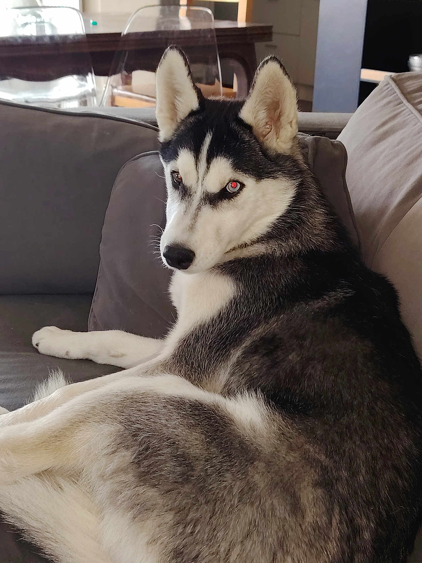 Arold Nathalie participe au concours pour gagner de l'argent avec cette photo : dog, husky, pet, animal, indoor, couch, fur, black_and_white, relaxed, side_view, living_room, furniture, ears, face, eyes, paw, snout, domestic, house, canine