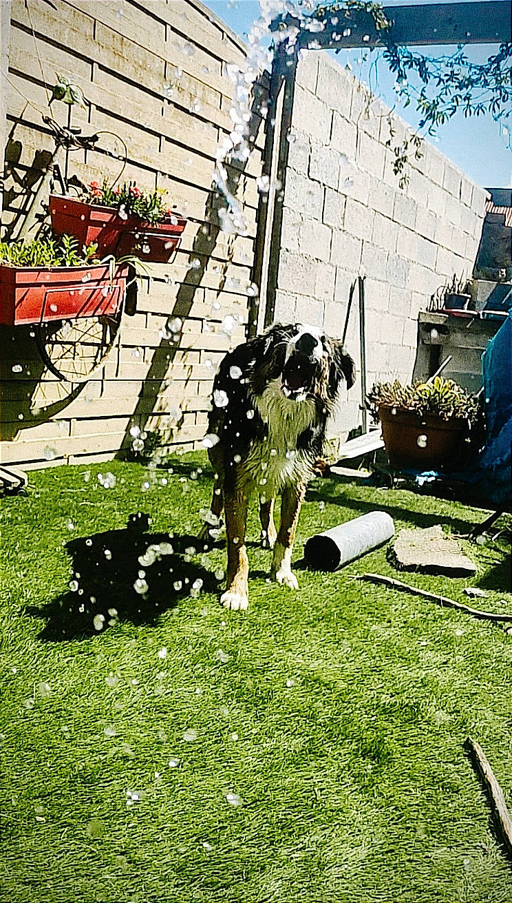 Fidji a rejoint le concours — aidez-le/la à gagner de superbes lots ! art, backyard, building, chair, facade, garden, grass, grassland, landscape, lawn, leisure, people_in_nature, plant, shadow, shrub, tints_and_shades, tree, visual_arts, world, yard