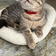 Tomy participe au concours pour gagner de l'argent avec cette photo : cat, tabby_cat, amber_eyes, red_collar, pet, feline, indoor, scratching_post, cat_bed, cozy, gray_fur, whiskers, curious, relaxed, marble_floor, close_up, animal, domestic_cat, resting, looking_up