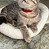 cat, tabby_cat, amber_eyes, red_collar, pet, feline, indoor, scratching_post, cat_bed, cozy, gray_fur, whiskers, curious, relaxed, marble_floor, close_up, animal, domestic_cat, resting, looking_up