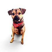 Youpi a rejoint le concours — aidez-le/la à gagner de superbes lots ! dog, puppy, canine, pet, animal, portrait, standing, brown_fur, short_hair, floppy_ears, dark_eyes, black_muzzle, red_bandana, harness, collar, white_background, studio, full_body, shadow, cute