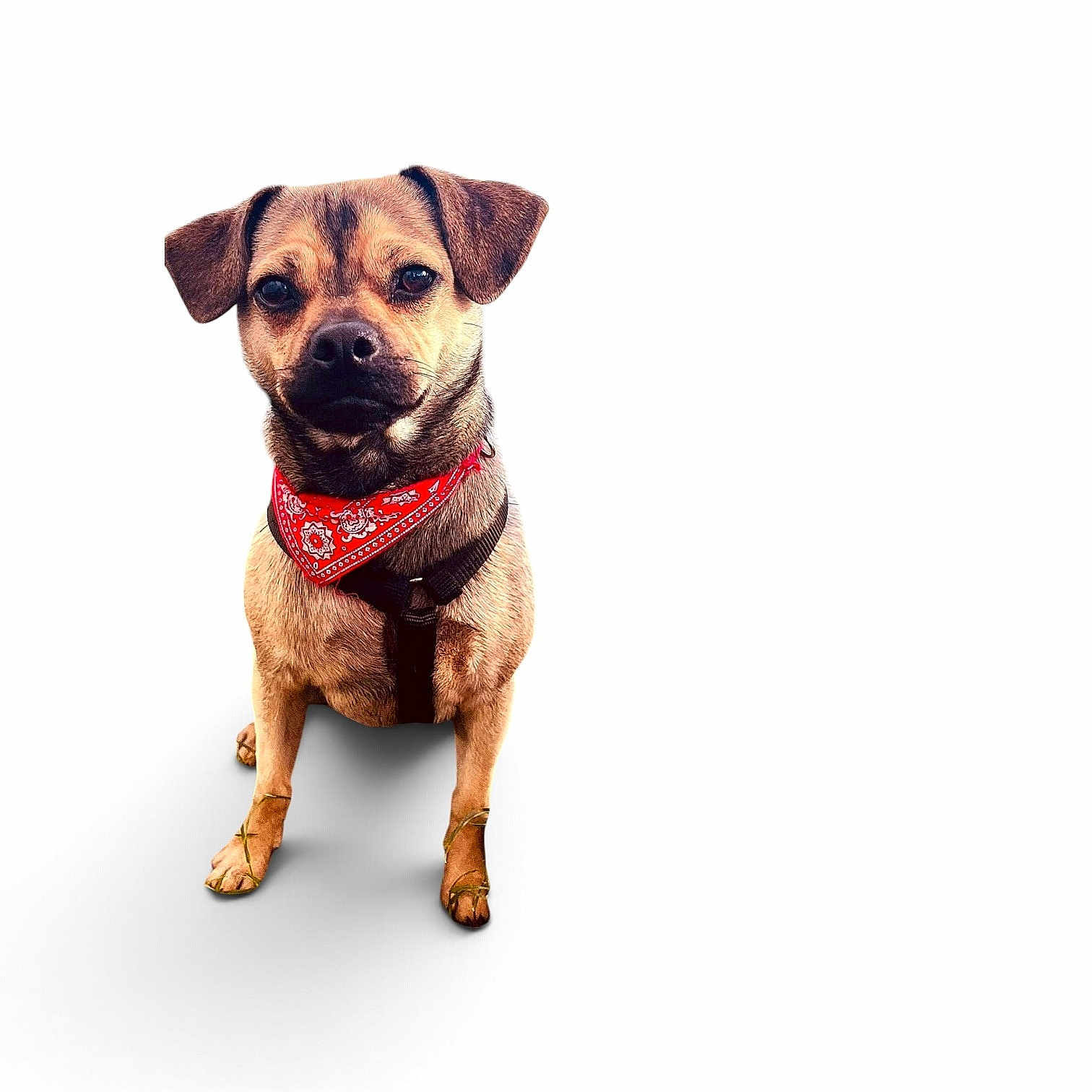 Youpi a rejoint le concours — aidez-le/la à gagner de superbes lots ! dog, puppy, canine, pet, animal, portrait, standing, brown_fur, short_hair, floppy_ears, dark_eyes, black_muzzle, red_bandana, harness, collar, white_background, studio, full_body, shadow, cute