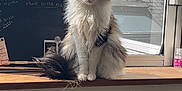 Bouboule a rejoint le concours — aidez-le/la à gagner de superbes lots ! cat, fluffy, windowsill, window, indoor, natural_light, chalkboard, tail, pet, animal, feline, domestic_cat, sitting, looking_at_camera, fur, whiskers, home, quiet, calm, daylight