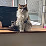 cat, fluffy, windowsill, window, indoor, natural_light, chalkboard, tail, pet, animal, feline, domestic_cat, sitting, looking_at_camera, fur, whiskers, home, quiet, calm, daylight