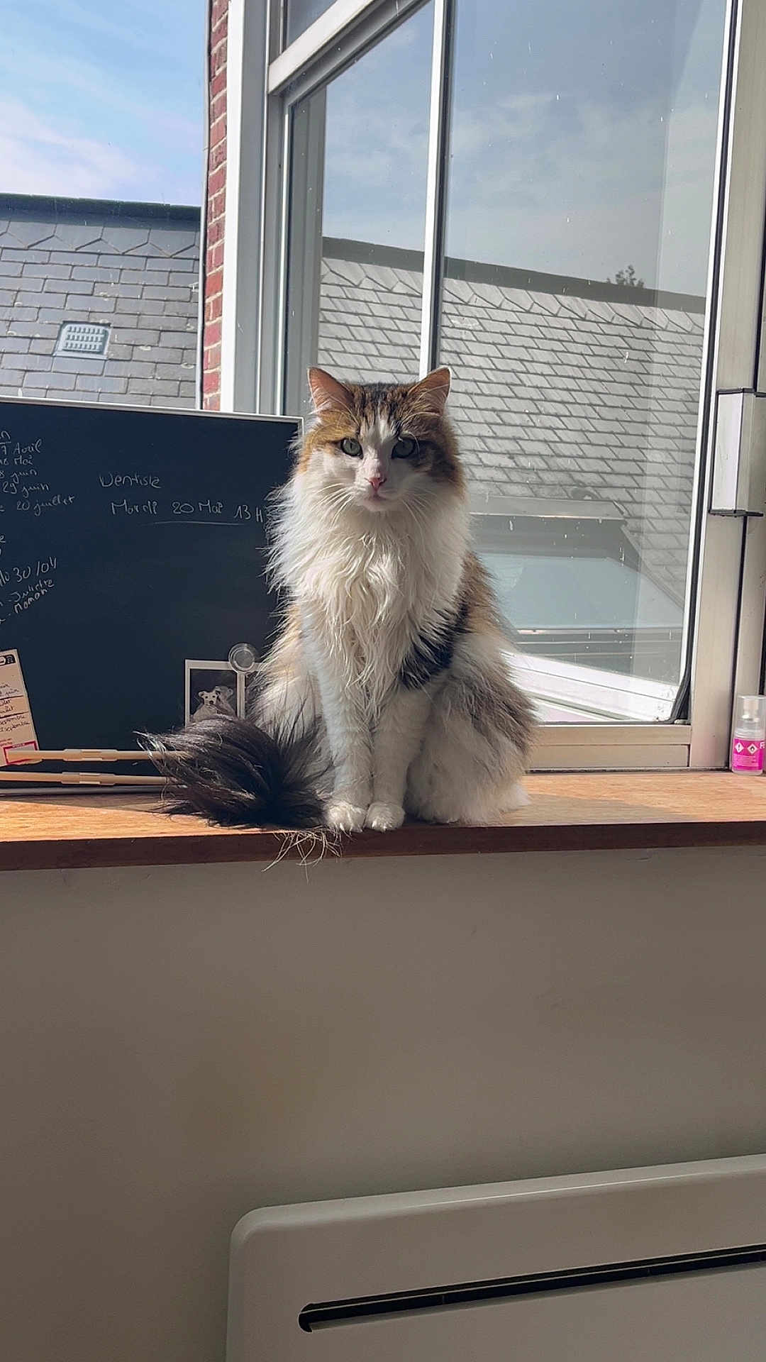Bouboule a rejoint le concours — aidez-le/la à gagner de superbes lots ! cat, fluffy, windowsill, window, indoor, natural_light, chalkboard, tail, pet, animal, feline, domestic_cat, sitting, looking_at_camera, fur, whiskers, home, quiet, calm, daylight