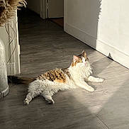 Bouboule participe au concours pour gagner de l'argent avec cette photo : cat, indoor, sunlight, shadow, floor, wooden_floor, fluffy, relaxed, pampas_grass, plant, vase, calm, pet, animal, domestic, fur, white, brown, yellow_eyes, living_room