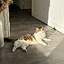 cat, indoor, sunlight, shadow, floor, wooden_floor, fluffy, relaxed, pampas_grass, plant, vase, calm, pet, animal, domestic, fur, white, brown, yellow_eyes, living_room