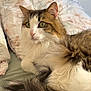 Bouboule participe au concours pour gagner de l'argent avec cette photo : cat, fluffy, bed, pillow, indoor, pet, animal, feline, relaxed, fur, green_eyes, white, brown, tabby, cute, cozy, resting, soft, domestic, portrait