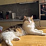 Bouboule a rejoint le concours — aidez-le/la à gagner de superbes lots ! cat, fluffy, relaxed, table, wooden_table, kitchen, sunlight, domestic, pet, feline, fur, indoors, appliance, cabinet, modern, cozy, resting, household, animal, cute