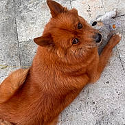 Praline a rejoint le concours — aidez-le/la à gagner de superbes lots ! dog, pet, reddish_fur, fluffy, canine, toy, stuffed_toy, stone_floor, pavement, looking_up, ears, tail, close_up, portrait, animal_face, cute, whiskers, outdoor, relaxed, resting