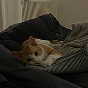 Cookie participe au concours pour gagner de l'argent avec cette photo : cat, kitten, orange_cat, white_and_orange, bed, blanket, pillow, cozy, indoor, portrait, pet, whiskers, paw, ears, bedding, radiator, curtains, night, low_light, sleepy
