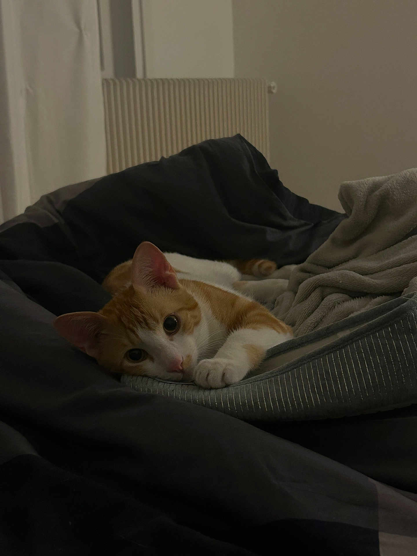 Cookie participe au concours pour gagner de l'argent avec cette photo : cat, kitten, orange_cat, white_and_orange, bed, blanket, pillow, cozy, indoor, portrait, pet, whiskers, paw, ears, bedding, radiator, curtains, night, low_light, sleepy