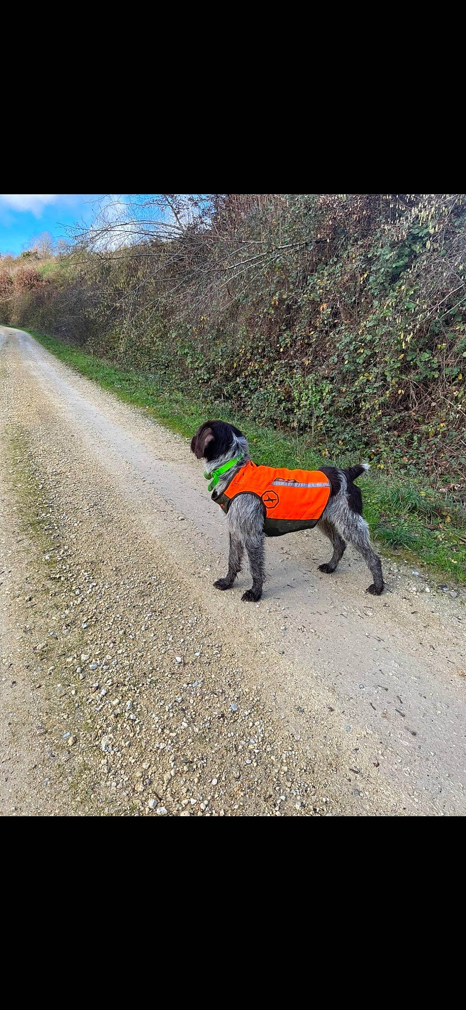 Regan participe au concours pour gagner de l'argent avec cette photo : asphalt, carnivore, companion_dog, dog, dog_breed, dog_clothes, dog_supply, grass, landscape, leash, pet_supply, plant, recreation, road, road_surface, sky, soil, sporting_group, tail, working_animal