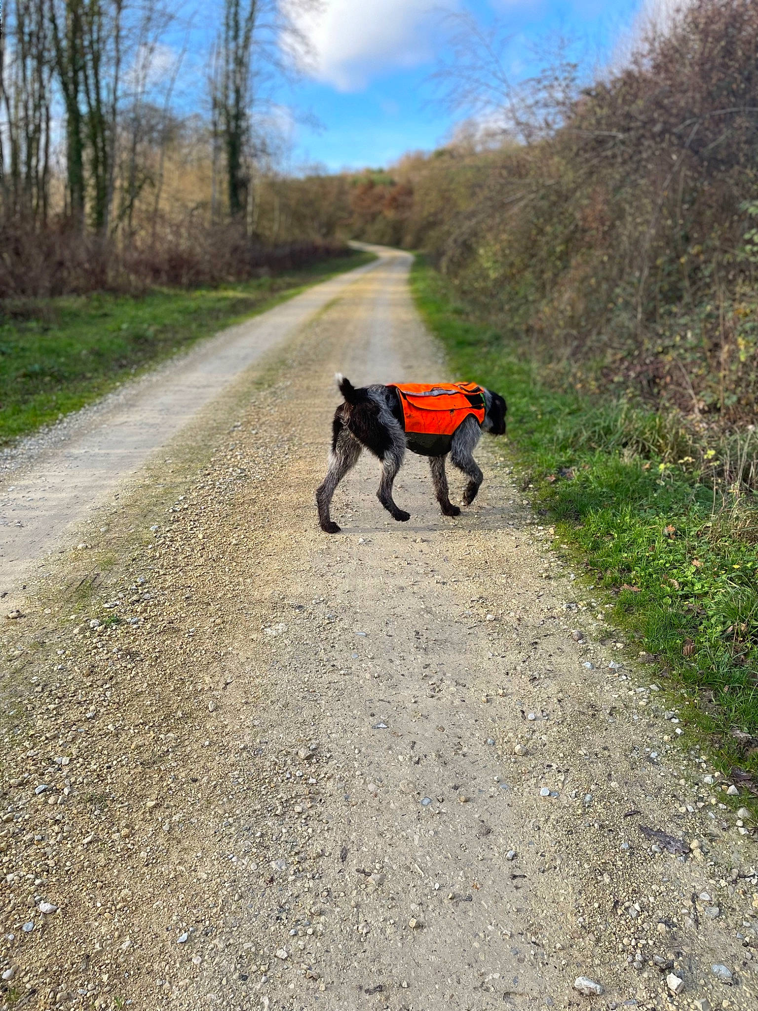 Regan participe au concours pour gagner de l'argent avec cette photo : asphalt, canidae, carnivore, cloud, collar, companion_dog, dog, dog_breed, dog_supply, fawn, grass, leash, plant, recreation, road, sky, sporting_group, tail, tree, working_animal