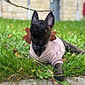 Choko a rejoint le concours — aidez-le/la à gagner de superbes lots ! animal, attention, background, black_fur, branch, collar, cute, daylight, dog, focus, grass, hoodie, leaf, lying_down, nature, outdoor, pet, puppy, stone_wall, young_dog