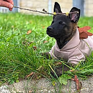 Choko participe au concours pour gagner de l'argent avec cette photo : animal, black_fur, costume, cute, dog, ears, fall, grass, greenery, hand, hoodie, leaf, nature, outdoor, pet, playing, puppy, relaxed, twig, young_dog