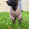 Choko a rejoint le concours — aidez-le/la à gagner de superbes lots ! animal, background_blur, black_dog, clothing, collar, cute, dog, ears, focus, grass, greenery, hoodie, nature, outdoor, pet, playful, portrait, puppy, small_dog, young_dog