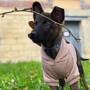 Choko a rejoint le concours — aidez-le/la à gagner de superbes lots ! puppy, dog, hoodie, grass, stick, outdoor, young_dog, pet, animal, curious, brown_dog, black_dog, collar, cute, ears, nature, building, blurred_background, playful, portrait