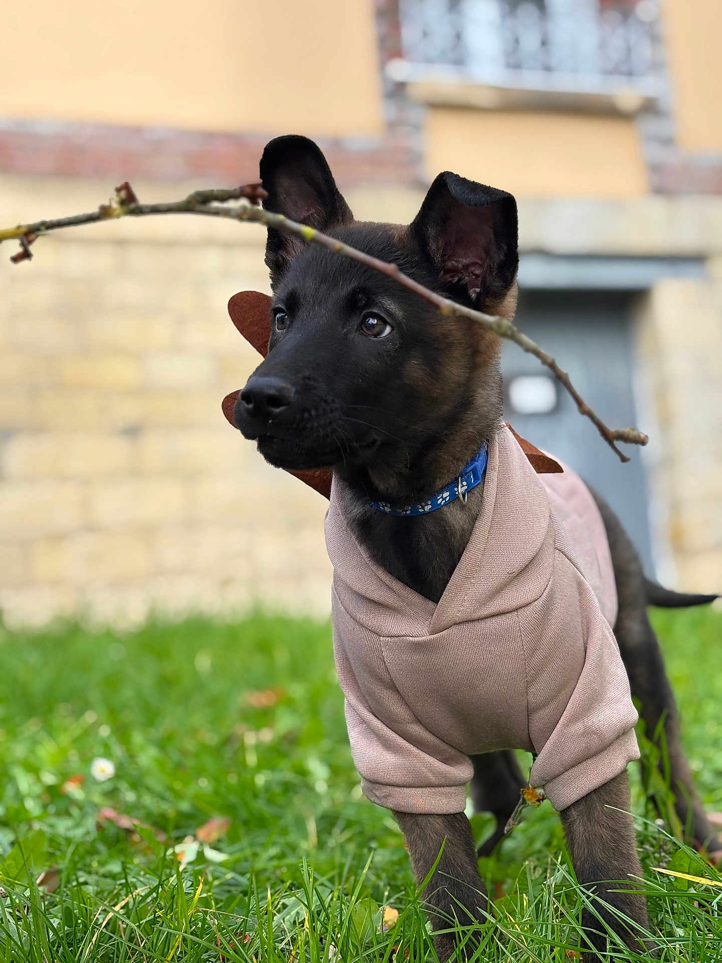 Choko a rejoint le concours — aidez-le/la à gagner de superbes lots ! puppy, dog, hoodie, grass, stick, outdoor, young_dog, pet, animal, curious, brown_dog, black_dog, collar, cute, ears, nature, building, blurred_background, playful, portrait