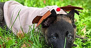 Choko a rejoint le concours — aidez-le/la à gagner de superbes lots ! animal, canine, christmas, costume, cute, dog, ears, grass, greenery, holiday, leaf, lying_down, nature, outdoor, pet, playful, puppy, reindeer, soft_fur, young