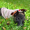 animal, canine, christmas, costume, cute, dog, ears, grass, greenery, holiday, leaf, lying_down, nature, outdoor, pet, playful, puppy, reindeer, soft_fur, young