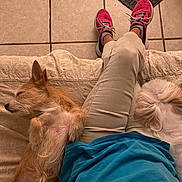Sugar is registered to the contest to win money with this photo: blue_shirt, casual, comfort, couch, cozy, dog, fur, home, indoor, light_brown_dog, pants, person, pet, relaxing, resting, rug, sleeping, sneakers, tile_floor, white_dog