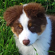 Vaïana participe au concours pour gagner de l'argent avec cette photo : animal, ball, canine, cockerspaniel, collie, dog, field, grass, grassland, green, husky, lawn, nature, outdoors, papillon, pet, plant, puppy, sport, tennis