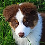 animal, ball, canine, cockerspaniel, collie, dog, field, grass, grassland, green, husky, lawn, nature, outdoors, papillon, pet, plant, puppy, sport, tennis