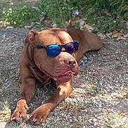 Gotti joined the competition — help win amazing prizes! animal, brown, canine, closeup, cool, dog, grass, gravel, leisure, nature, outdoor, pet, portrait, relaxed, resting, shade, summer, sunglasses, sunlight, tongue